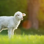 Passover, Sacrifice and Salvation Jesus the Ultimate Passover Lamb - Find Rest my Soul