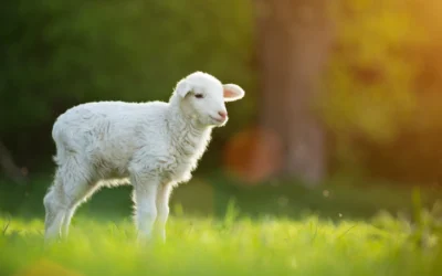 Passover, Sacrifice, and Salvation: Jesus the Ultimate Passover Lamb